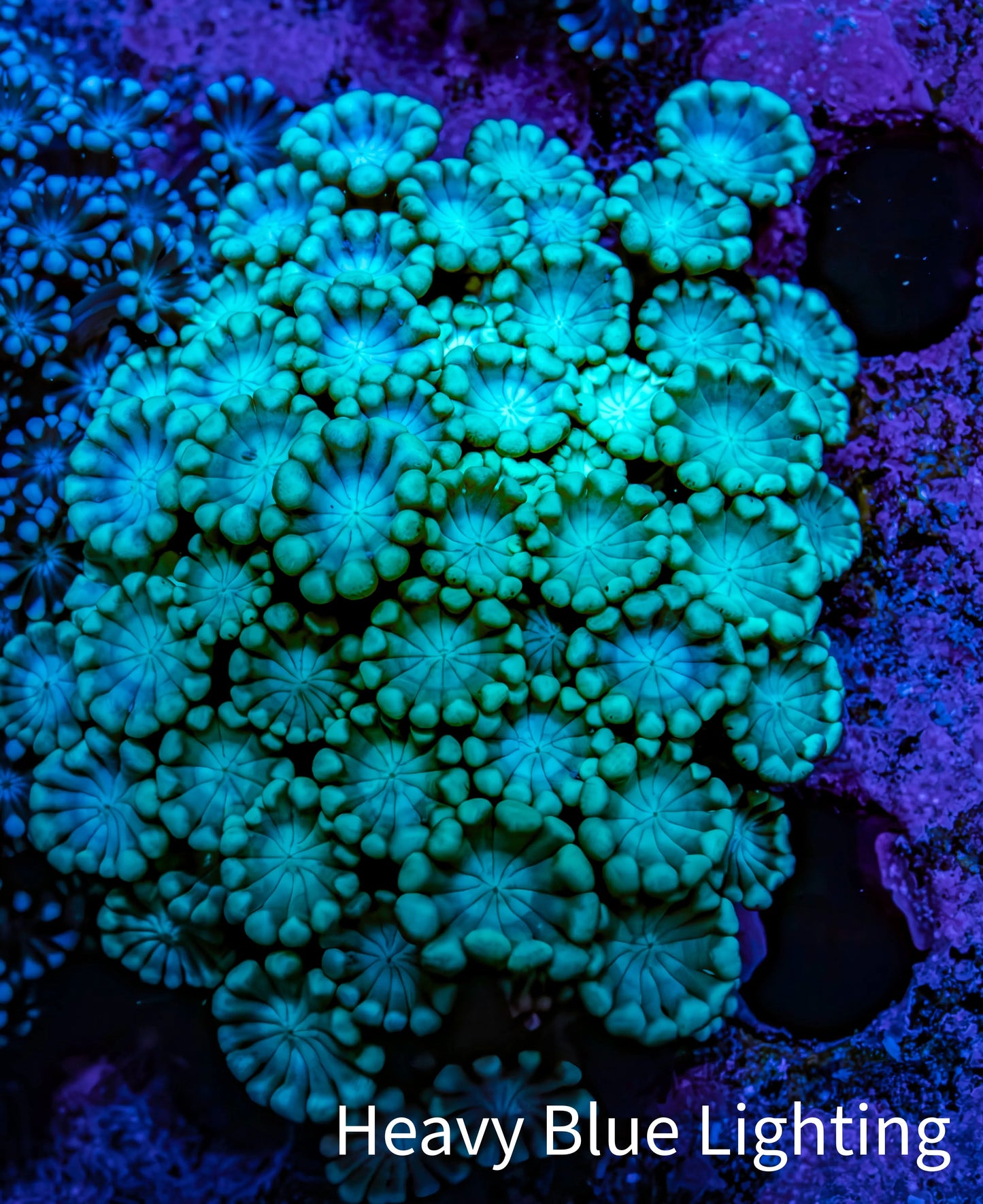 Ultra Blue - Teal Tip Alveopora Coral Cluster 5cm WYSIWYG (Copy) Ultra Blue - Teal Tip Alveopora Coral Cluster 5cm WYSIWYG (Copy) Animals & Pet Supplies Ultra Blue - Teal Tip Alveopora Coral Cluster 5cm WYSIWYG (Copy) Zeo Box Reef