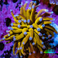 Ultra Blue Tip 24K Gold Torch Coral WYSIWYG 5cm Ultra Blue Tip 24K Gold Torch Coral WYSIWYG 5cm LPS Ultra Blue Tip 24K Gold Torch Coral WYSIWYG 5cm Zeo Box Reef