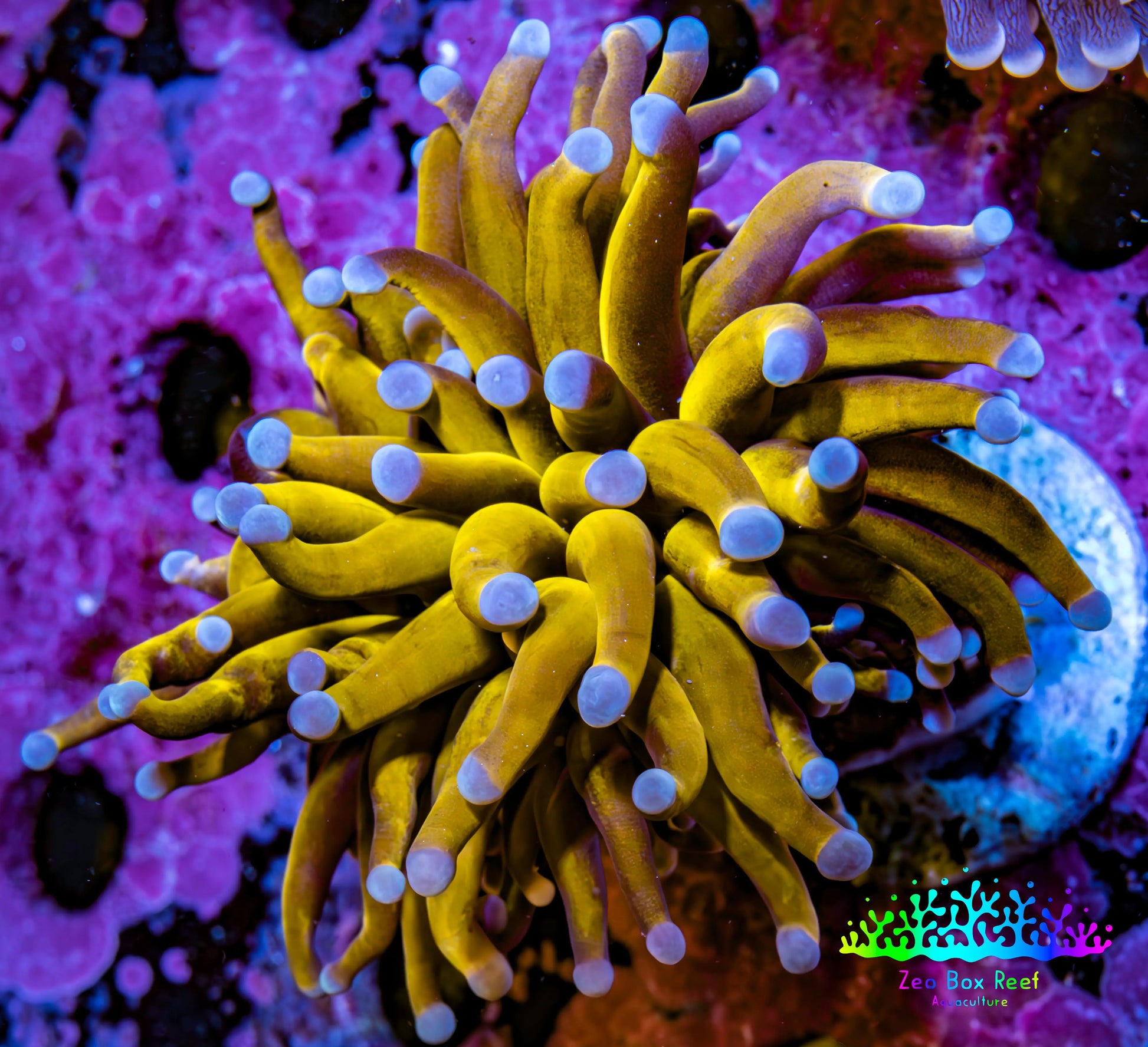 Ultra Blue Tip 24K Gold Torch Coral WYSIWYG 5cm Ultra Blue Tip 24K Gold Torch Coral WYSIWYG 5cm LPS Ultra Blue Tip 24K Gold Torch Coral WYSIWYG 5cm Zeo Box Reef