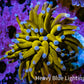 Ultra Blue Tip 24K Gold Torch Coral WYSIWYG 5cm Ultra Blue Tip 24K Gold Torch Coral WYSIWYG 5cm LPS Ultra Blue Tip 24K Gold Torch Coral WYSIWYG 5cm Zeo Box Reef
