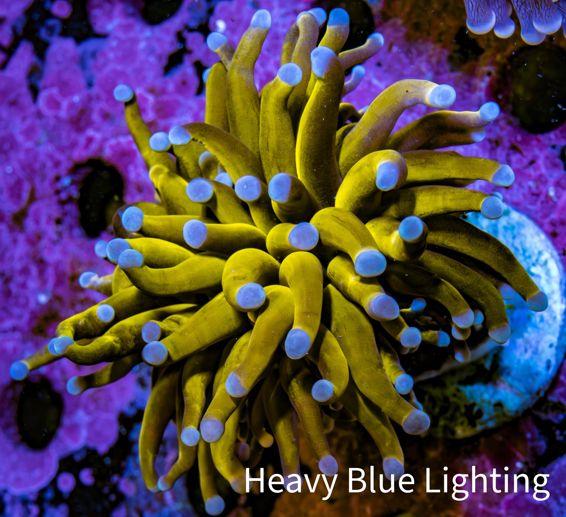 Ultra Blue Tip 24K Gold Torch Coral WYSIWYG 5cm Ultra Blue Tip 24K Gold Torch Coral WYSIWYG 5cm LPS Ultra Blue Tip 24K Gold Torch Coral WYSIWYG 5cm Zeo Box Reef