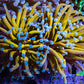 Ultra Blue Tip 24K Gold Torch Coral WYSIWYG 7cm E1R1B1 Ultra Blue Tip 24K Gold Torch Coral WYSIWYG 7cm E1R1B1 LPS Ultra Blue Tip 24K Gold Torch Coral WYSIWYG 7cm E1R1B1 Zeo Box Reef