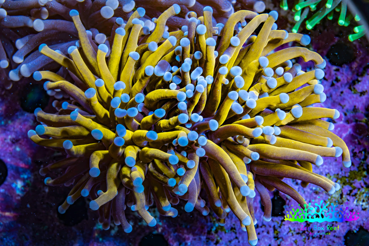 Ultra Blue Tip 24K Gold Torch Coral WYSIWYG 7cm E1R1B1 Ultra Blue Tip 24K Gold Torch Coral WYSIWYG 7cm E1R1B1 LPS Ultra Blue Tip 24K Gold Torch Coral WYSIWYG 7cm E1R1B1 Zeo Box Reef