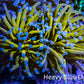Ultra Blue Tip 24K Gold Torch Coral WYSIWYG 7cm E1R1B1 Ultra Blue Tip 24K Gold Torch Coral WYSIWYG 7cm E1R1B1 LPS Ultra Blue Tip 24K Gold Torch Coral WYSIWYG 7cm E1R1B1 Zeo Box Reef
