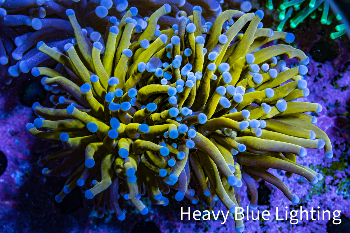 Ultra Blue Tip 24K Gold Torch Coral WYSIWYG 7cm E1R1B1 Ultra Blue Tip 24K Gold Torch Coral WYSIWYG 7cm E1R1B1 LPS Ultra Blue Tip 24K Gold Torch Coral WYSIWYG 7cm E1R1B1 Zeo Box Reef