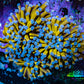 Ultra Blue Tip 24K Gold Torch Coral WYSIWYG 7cm F1R1B1 Ultra Blue Tip 24K Gold Torch Coral WYSIWYG 7cm F1R1B1 LPS Ultra Blue Tip 24K Gold Torch Coral WYSIWYG 7cm F1R1B1 Zeo Box Reef