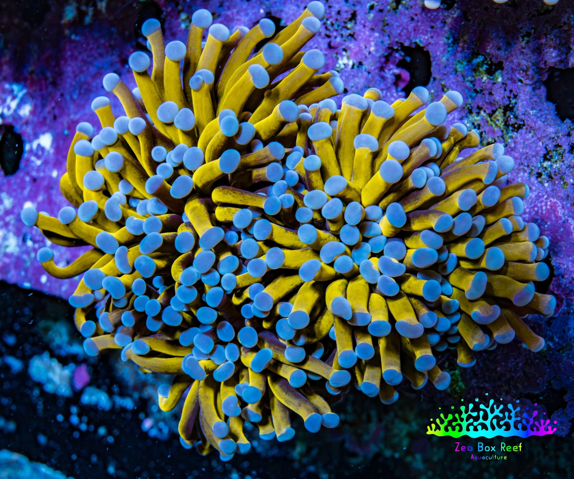 Ultra Blue Tip 24K Gold Torch Coral WYSIWYG 7cm F1R1B1 Ultra Blue Tip 24K Gold Torch Coral WYSIWYG 7cm F1R1B1 LPS Ultra Blue Tip 24K Gold Torch Coral WYSIWYG 7cm F1R1B1 Zeo Box Reef