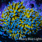 Ultra Blue Tip 24K Gold Torch Coral WYSIWYG 7cm F1R1B1 Ultra Blue Tip 24K Gold Torch Coral WYSIWYG 7cm F1R1B1 LPS Ultra Blue Tip 24K Gold Torch Coral WYSIWYG 7cm F1R1B1 Zeo Box Reef