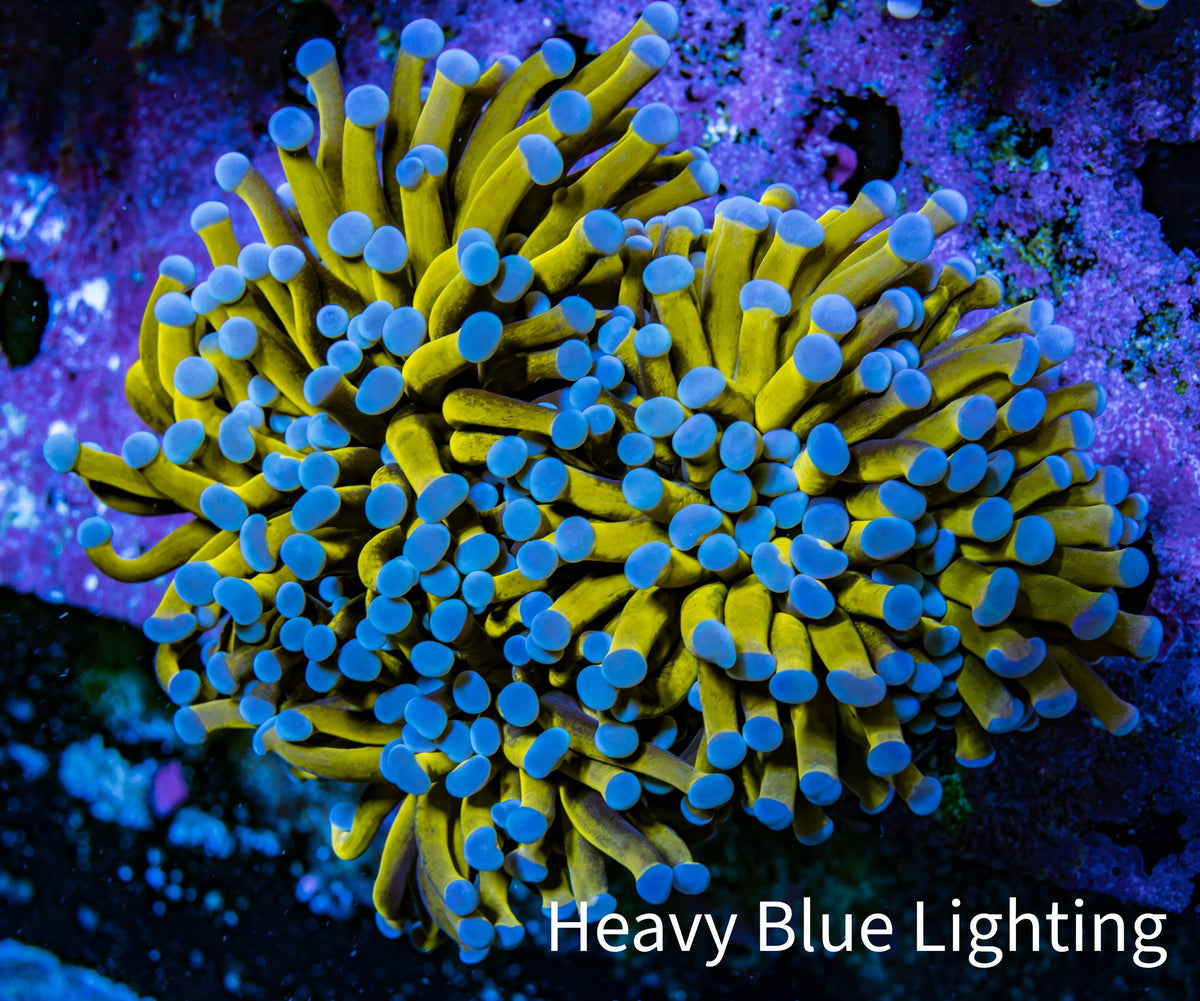 Ultra Blue Tip 24K Gold Torch Coral WYSIWYG 7cm F1R1B1 Ultra Blue Tip 24K Gold Torch Coral WYSIWYG 7cm F1R1B1 LPS Ultra Blue Tip 24K Gold Torch Coral WYSIWYG 7cm F1R1B1 Zeo Box Reef