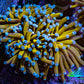 Ultra Blue Tip 24K Gold Torch Coral WYSIWYG 8cm Ultra Blue Tip 24K Gold Torch Coral WYSIWYG 8cm LPS Ultra Blue Tip 24K Gold Torch Coral WYSIWYG 8cm Zeo Box Reef