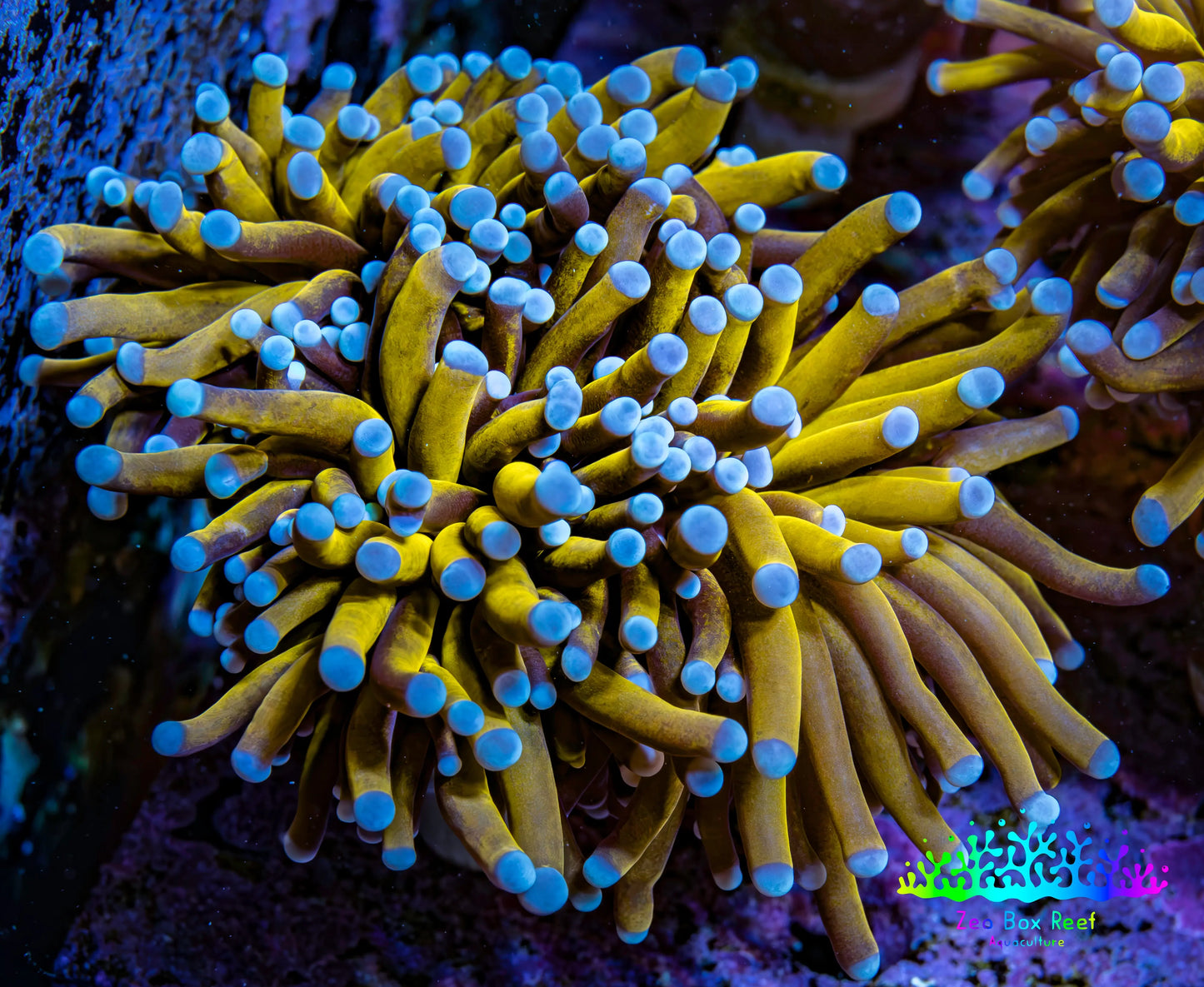 Ultra Blue Tip 24K Gold Torch Coral WYSIWYG 8cm Ultra Blue Tip 24K Gold Torch Coral WYSIWYG 8cm LPS Ultra Blue Tip 24K Gold Torch Coral WYSIWYG 8cm Zeo Box Reef