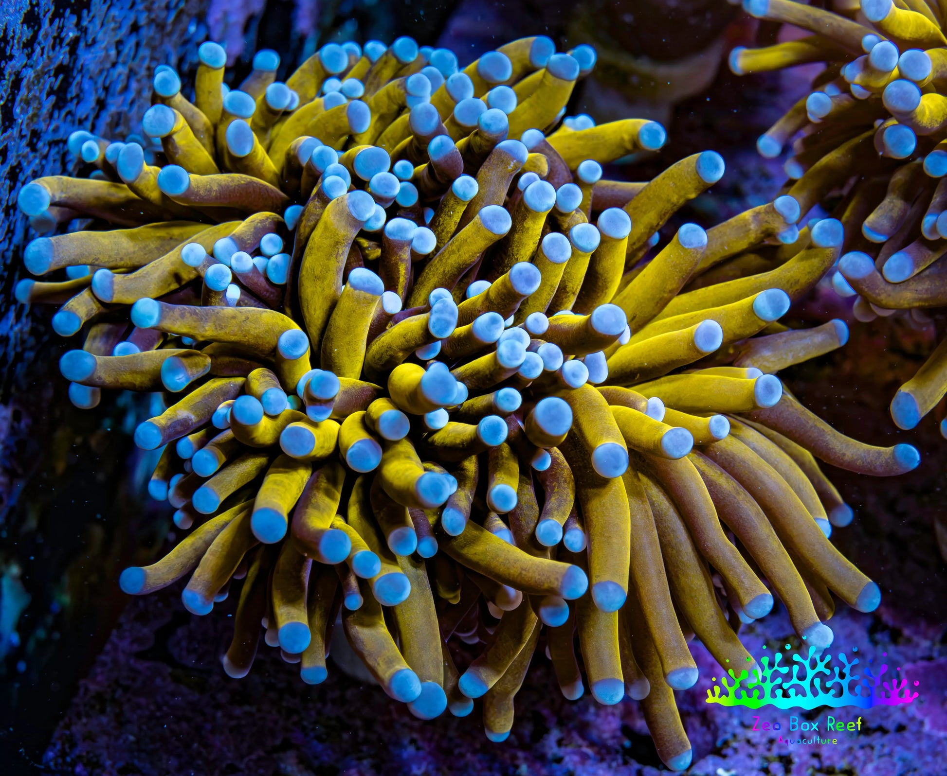Ultra Blue Tip 24K Gold Torch Coral WYSIWYG 8cm Ultra Blue Tip 24K Gold Torch Coral WYSIWYG 8cm LPS Ultra Blue Tip 24K Gold Torch Coral WYSIWYG 8cm Zeo Box Reef