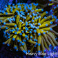 Ultra Blue Tip 24K Gold Torch Coral WYSIWYG 8cm Ultra Blue Tip 24K Gold Torch Coral WYSIWYG 8cm LPS Ultra Blue Tip 24K Gold Torch Coral WYSIWYG 8cm Zeo Box Reef