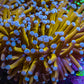 Ultra Blue Tip 24K Gold Torch Coral WYSIWYG 8cm Ultra Blue Tip 24K Gold Torch Coral WYSIWYG 8cm LPS Ultra Blue Tip 24K Gold Torch Coral WYSIWYG 8cm Zeo Box Reef