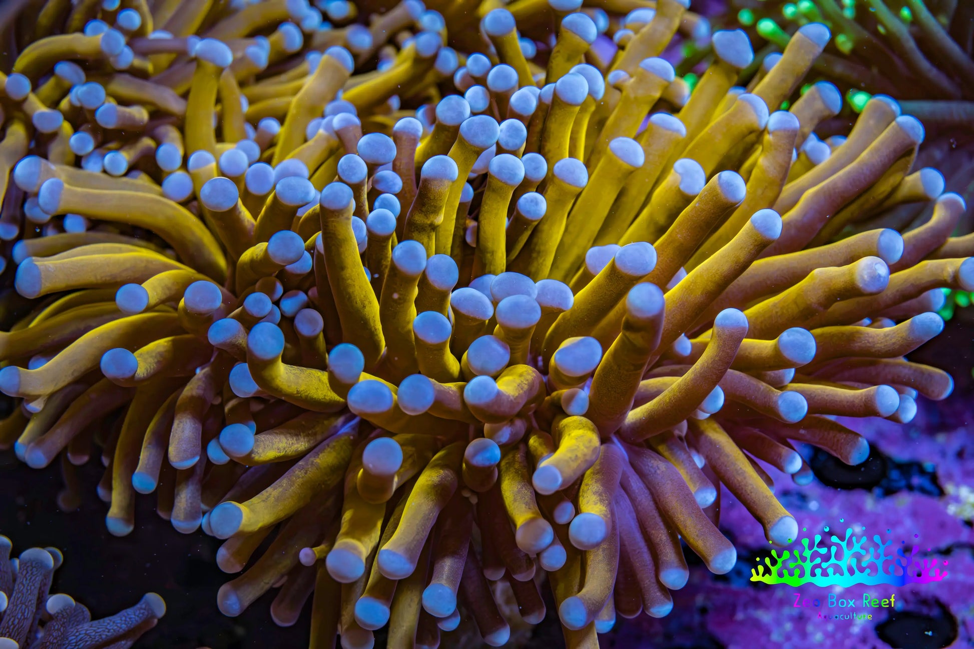 Ultra Blue Tip 24K Gold Torch Coral WYSIWYG 8cm Ultra Blue Tip 24K Gold Torch Coral WYSIWYG 8cm LPS Ultra Blue Tip 24K Gold Torch Coral WYSIWYG 8cm Zeo Box Reef