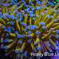 Ultra Blue Tip 24K Gold Torch Coral WYSIWYG 8cm Ultra Blue Tip 24K Gold Torch Coral WYSIWYG 8cm LPS Ultra Blue Tip 24K Gold Torch Coral WYSIWYG 8cm Zeo Box Reef