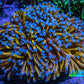Ultra Blue Tip 24K Gold Torch Coral WYSIWYG 8cm Ultra Blue Tip 24K Gold Torch Coral WYSIWYG 8cm LPS Ultra Blue Tip 24K Gold Torch Coral WYSIWYG 8cm Zeo Box Reef