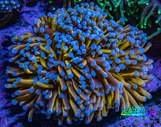 Ultra Blue Tip 24K Gold Torch Coral WYSIWYG 8cm Ultra Blue Tip 24K Gold Torch Coral WYSIWYG 8cm LPS Ultra Blue Tip 24K Gold Torch Coral WYSIWYG 8cm Zeo Box Reef