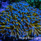 Ultra Blue Tip 24K Gold Torch Coral WYSIWYG 8cm Ultra Blue Tip 24K Gold Torch Coral WYSIWYG 8cm LPS Ultra Blue Tip 24K Gold Torch Coral WYSIWYG 8cm Zeo Box Reef