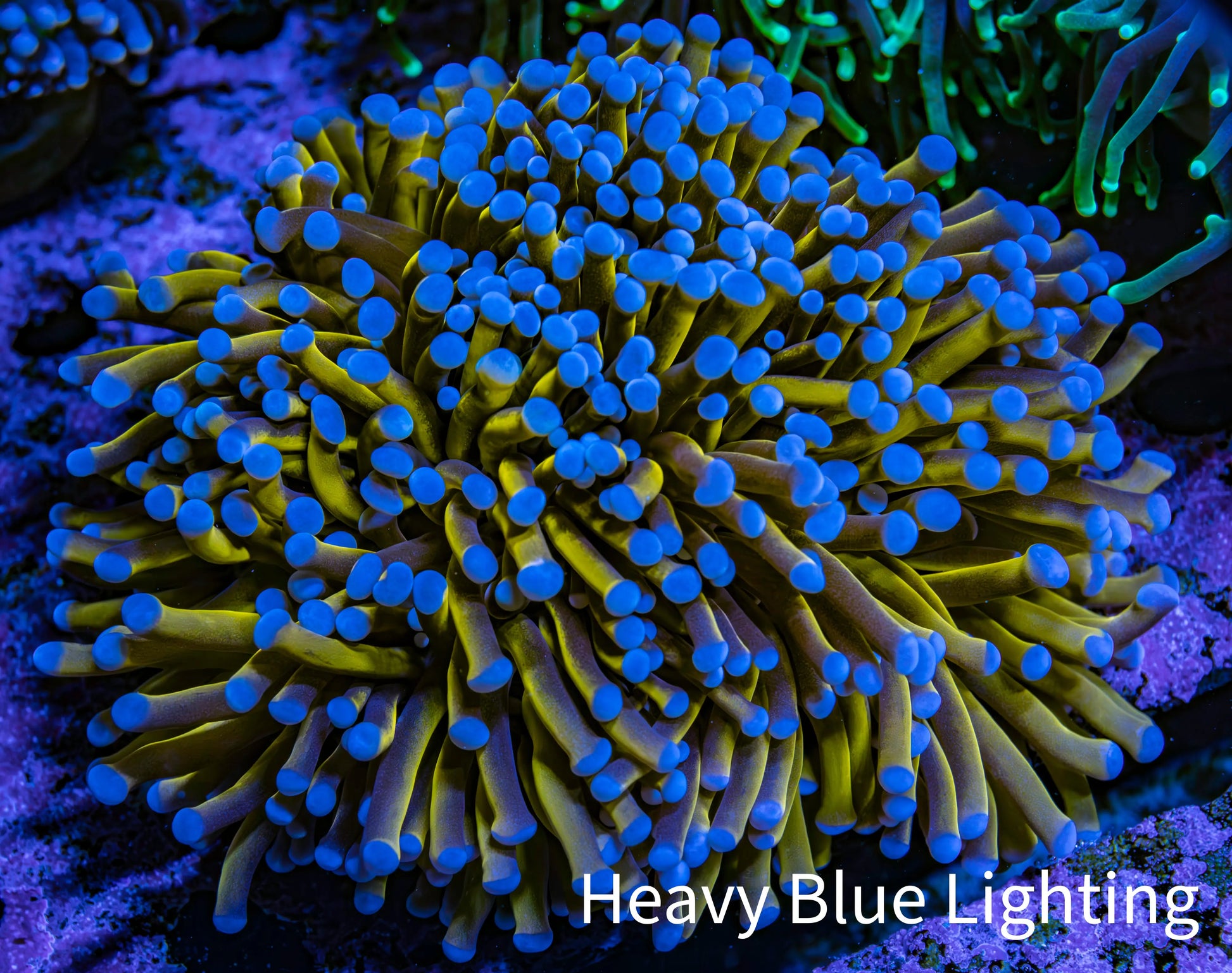 Ultra Blue Tip 24K Gold Torch Coral WYSIWYG 8cm Ultra Blue Tip 24K Gold Torch Coral WYSIWYG 8cm LPS Ultra Blue Tip 24K Gold Torch Coral WYSIWYG 8cm Zeo Box Reef