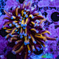 Ultra Blue Tip Gold Tiger  🐅  Torch Coral WYSIWYG 5cm Ultra Blue Tip Gold Tiger  🐅  Torch Coral WYSIWYG 5cm LPS Ultra Blue Tip Gold Tiger  🐅  Torch Coral WYSIWYG 5cm Zeo Box Reef