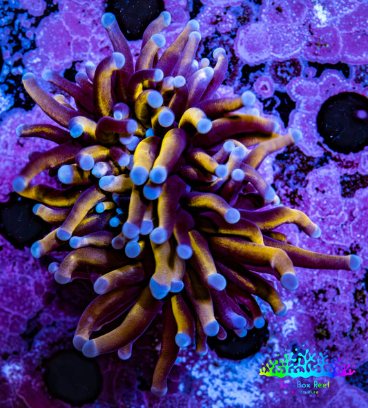 Ultra Blue Tip Gold Tiger  🐅  Torch Coral WYSIWYG 5cm Ultra Blue Tip Gold Tiger  🐅  Torch Coral WYSIWYG 5cm LPS Ultra Blue Tip Gold Tiger  🐅  Torch Coral WYSIWYG 5cm Zeo Box Reef