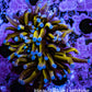 Ultra Blue Tip Gold Tiger  🐅  Torch Coral WYSIWYG 5cm Ultra Blue Tip Gold Tiger  🐅  Torch Coral WYSIWYG 5cm LPS Ultra Blue Tip Gold Tiger  🐅  Torch Coral WYSIWYG 5cm Zeo Box Reef