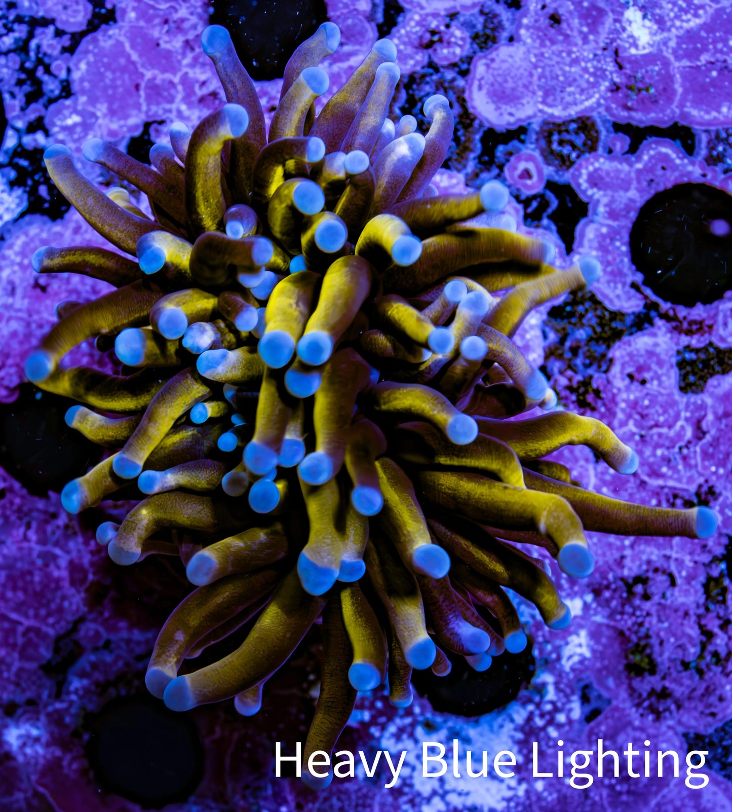 Ultra Blue Tip Gold Tiger  🐅  Torch Coral WYSIWYG 5cm Ultra Blue Tip Gold Tiger  🐅  Torch Coral WYSIWYG 5cm LPS Ultra Blue Tip Gold Tiger  🐅  Torch Coral WYSIWYG 5cm Zeo Box Reef