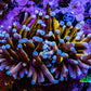 Ultra Blue Tip Gold Tiger  🐅  Torch Coral WYSIWYG 6cm Ultra Blue Tip Gold Tiger  🐅  Torch Coral WYSIWYG 6cm LPS Ultra Blue Tip Gold Tiger  🐅  Torch Coral WYSIWYG 6cm Zeo Box Reef