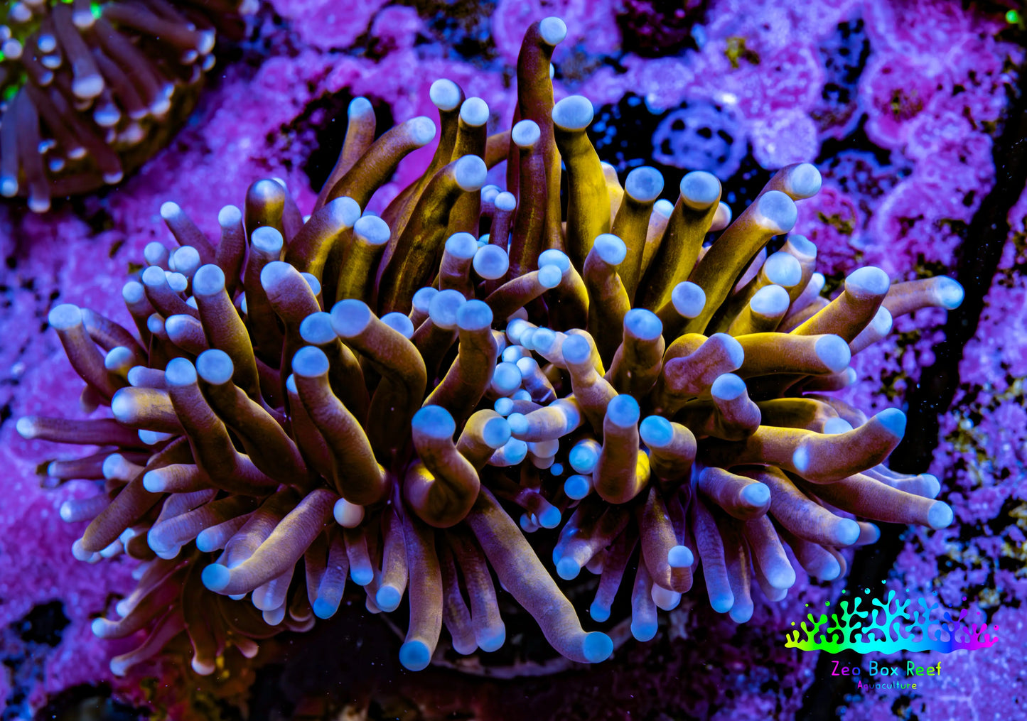 Ultra Blue Tip Gold Tiger  🐅  Torch Coral WYSIWYG 6cm Ultra Blue Tip Gold Tiger  🐅  Torch Coral WYSIWYG 6cm LPS Ultra Blue Tip Gold Tiger  🐅  Torch Coral WYSIWYG 6cm Zeo Box Reef