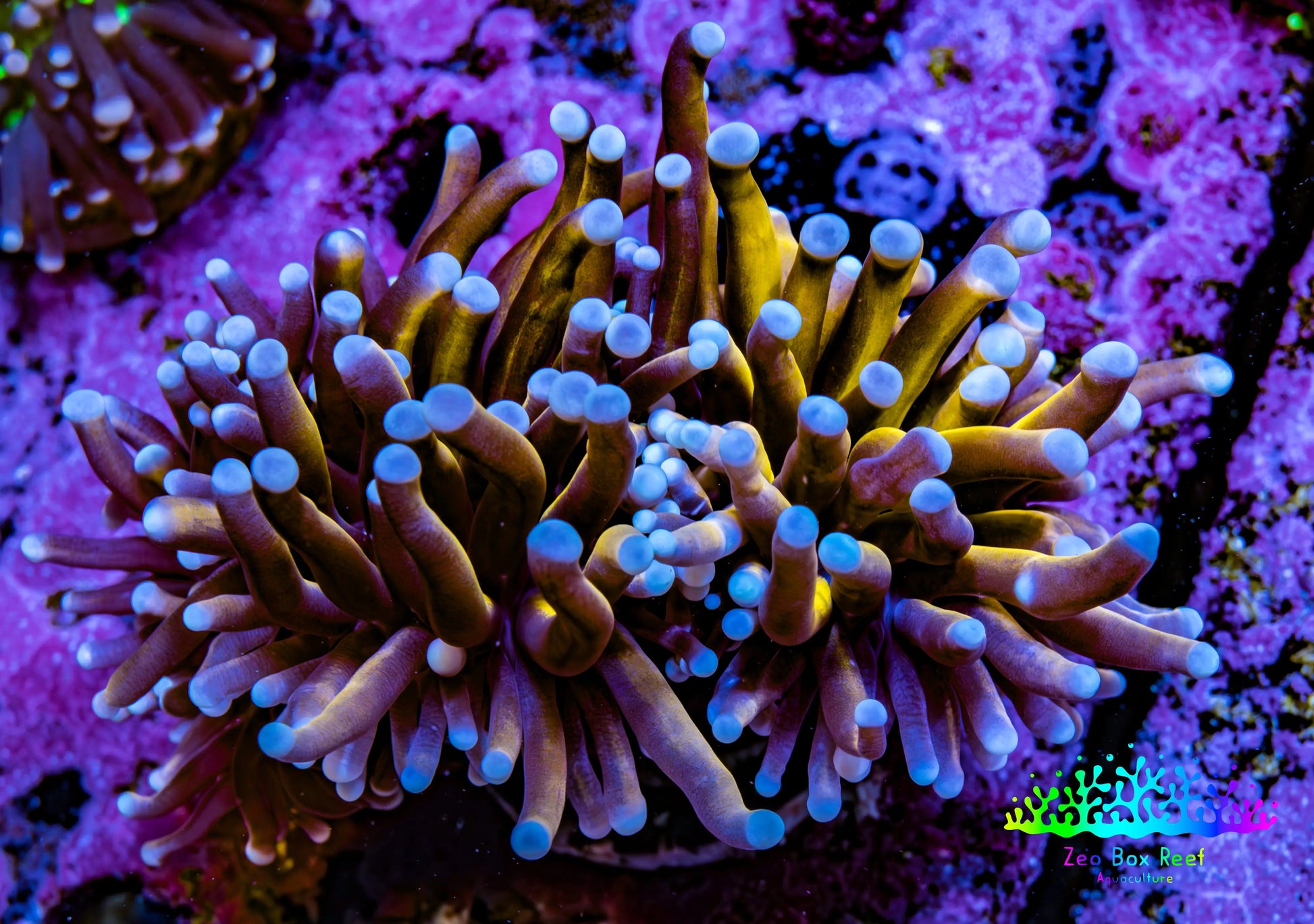 Ultra Blue Tip Gold Tiger  🐅  Torch Coral WYSIWYG 6cm Ultra Blue Tip Gold Tiger  🐅  Torch Coral WYSIWYG 6cm LPS Ultra Blue Tip Gold Tiger  🐅  Torch Coral WYSIWYG 6cm Zeo Box Reef