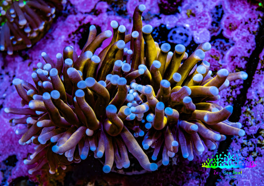 Ultra Blue Tip Gold Tiger  🐅  Torch Coral WYSIWYG 6cm Ultra Blue Tip Gold Tiger  🐅  Torch Coral WYSIWYG 6cm LPS Ultra Blue Tip Gold Tiger  🐅  Torch Coral WYSIWYG 6cm Zeo Box Reef