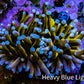 Ultra Blue Tip Gold Tiger  🐅  Torch Coral WYSIWYG 6cm Ultra Blue Tip Gold Tiger  🐅  Torch Coral WYSIWYG 6cm LPS Ultra Blue Tip Gold Tiger  🐅  Torch Coral WYSIWYG 6cm Zeo Box Reef