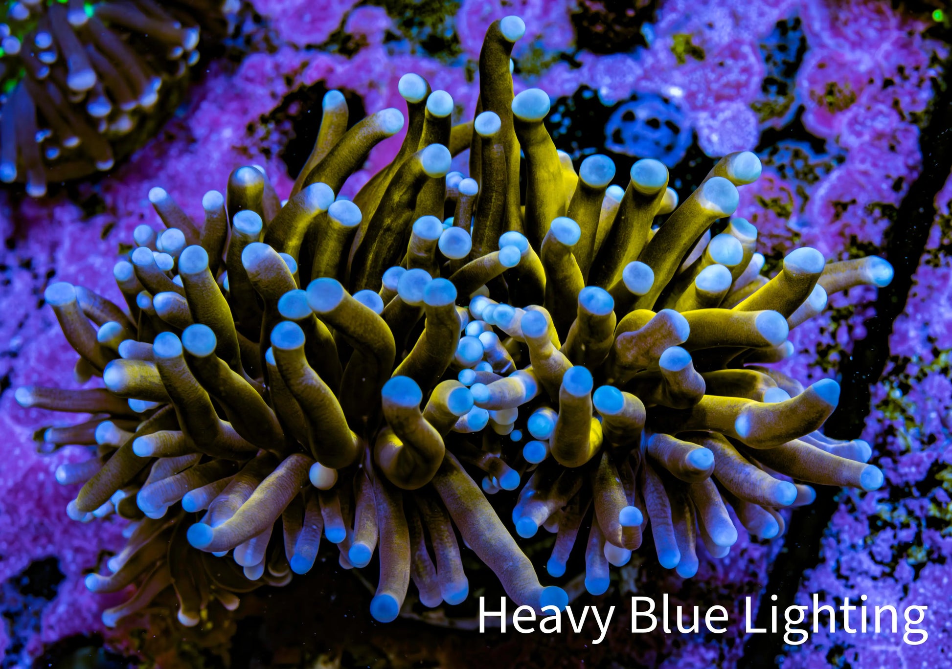 Ultra Blue Tip Gold Tiger  🐅  Torch Coral WYSIWYG 6cm Ultra Blue Tip Gold Tiger  🐅  Torch Coral WYSIWYG 6cm LPS Ultra Blue Tip Gold Tiger  🐅  Torch Coral WYSIWYG 6cm Zeo Box Reef