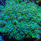 Ultra Blue Tip Neon Green Base Frogspawn Coral -  WYSIWYG 7cm  E10R5B1 Ultra Blue Tip Neon Green Base Frogspawn Coral -  WYSIWYG 7cm  E10R5B1 LPS Ultra Blue Tip Neon Green Base Frogspawn Coral -  WYSIWYG 7cm  E10R5B1 Zeo Box Reef