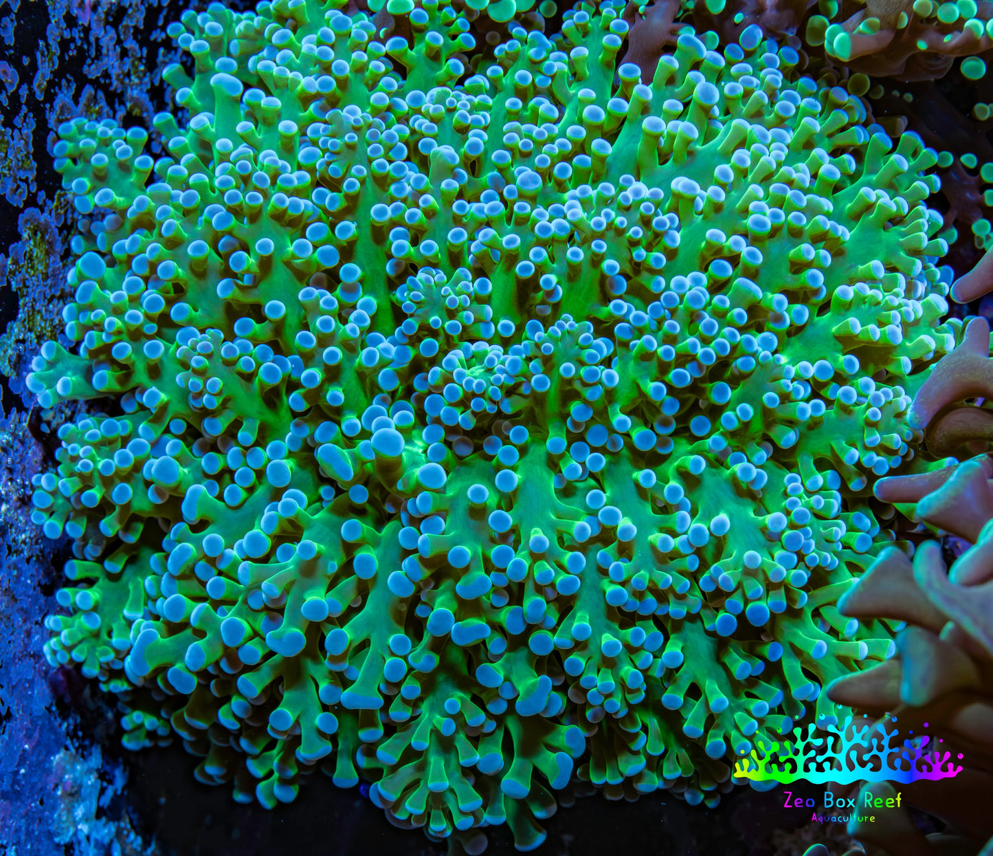 Ultra Blue Tip Neon Green Base Frogspawn Coral -  WYSIWYG 7cm  E10R5B1 Ultra Blue Tip Neon Green Base Frogspawn Coral -  WYSIWYG 7cm  E10R5B1 LPS Ultra Blue Tip Neon Green Base Frogspawn Coral -  WYSIWYG 7cm  E10R5B1 Zeo Box Reef