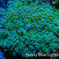 Ultra Blue Tip Neon Green Base Frogspawn Coral -  WYSIWYG 7cm  E10R5B1 Ultra Blue Tip Neon Green Base Frogspawn Coral -  WYSIWYG 7cm  E10R5B1 LPS Ultra Blue Tip Neon Green Base Frogspawn Coral -  WYSIWYG 7cm  E10R5B1 Zeo Box Reef