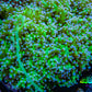Ultra Blue Tip Neon Green Stem Reverse Frogspawn Coral -  WYSIWYG 13cm Ultra Blue Tip Neon Green Stem Reverse Frogspawn Coral -  WYSIWYG 13cm LPS Ultra Blue Tip Neon Green Stem Reverse Frogspawn Coral -  WYSIWYG 13cm Zeo Box Reef
