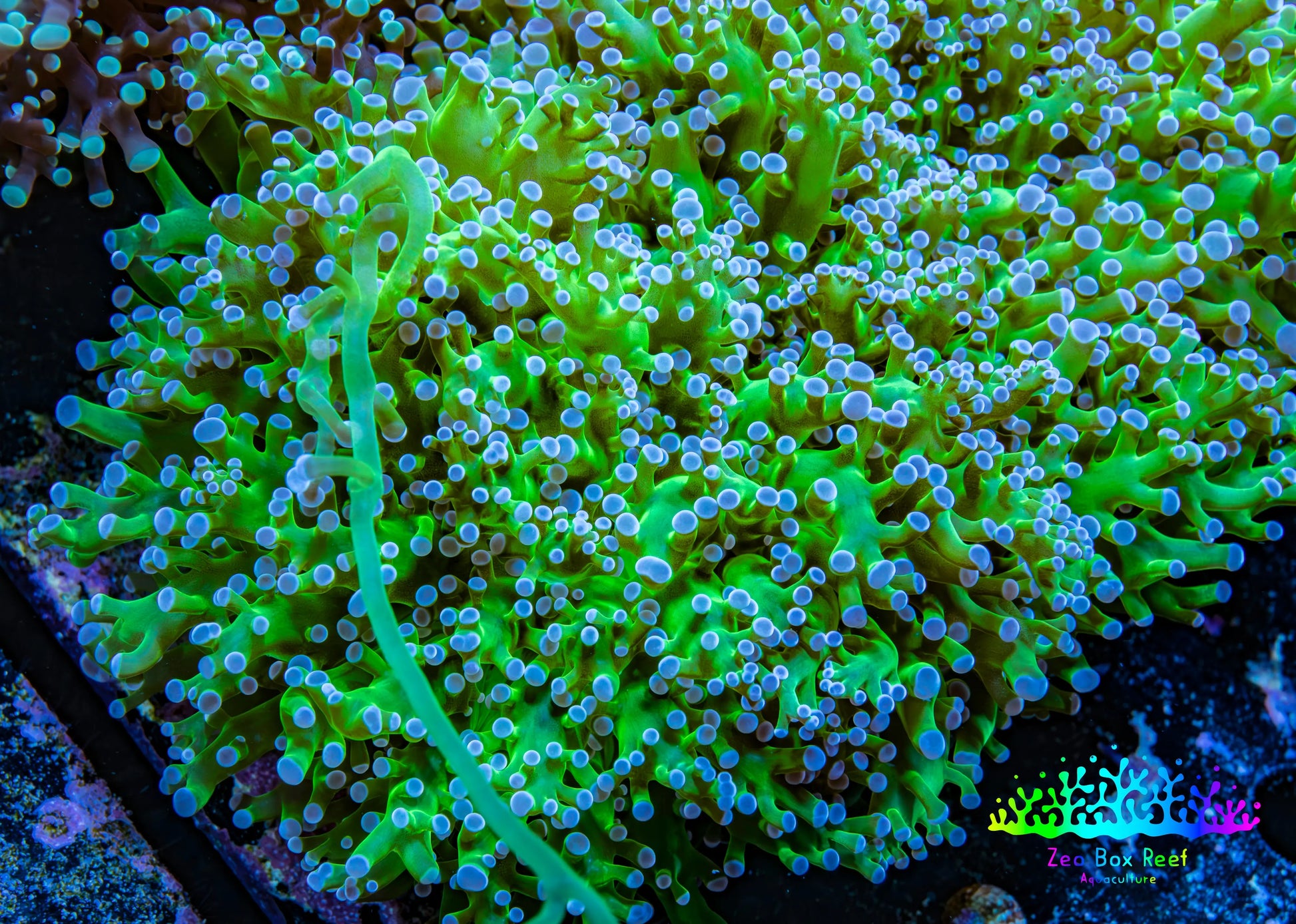 Ultra Blue Tip Neon Green Stem Reverse Frogspawn Coral -  WYSIWYG 13cm Ultra Blue Tip Neon Green Stem Reverse Frogspawn Coral -  WYSIWYG 13cm LPS Ultra Blue Tip Neon Green Stem Reverse Frogspawn Coral -  WYSIWYG 13cm Zeo Box Reef