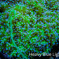 Ultra Blue Tip Neon Green Stem Reverse Frogspawn Coral -  WYSIWYG 13cm Ultra Blue Tip Neon Green Stem Reverse Frogspawn Coral -  WYSIWYG 13cm LPS Ultra Blue Tip Neon Green Stem Reverse Frogspawn Coral -  WYSIWYG 13cm Zeo Box Reef