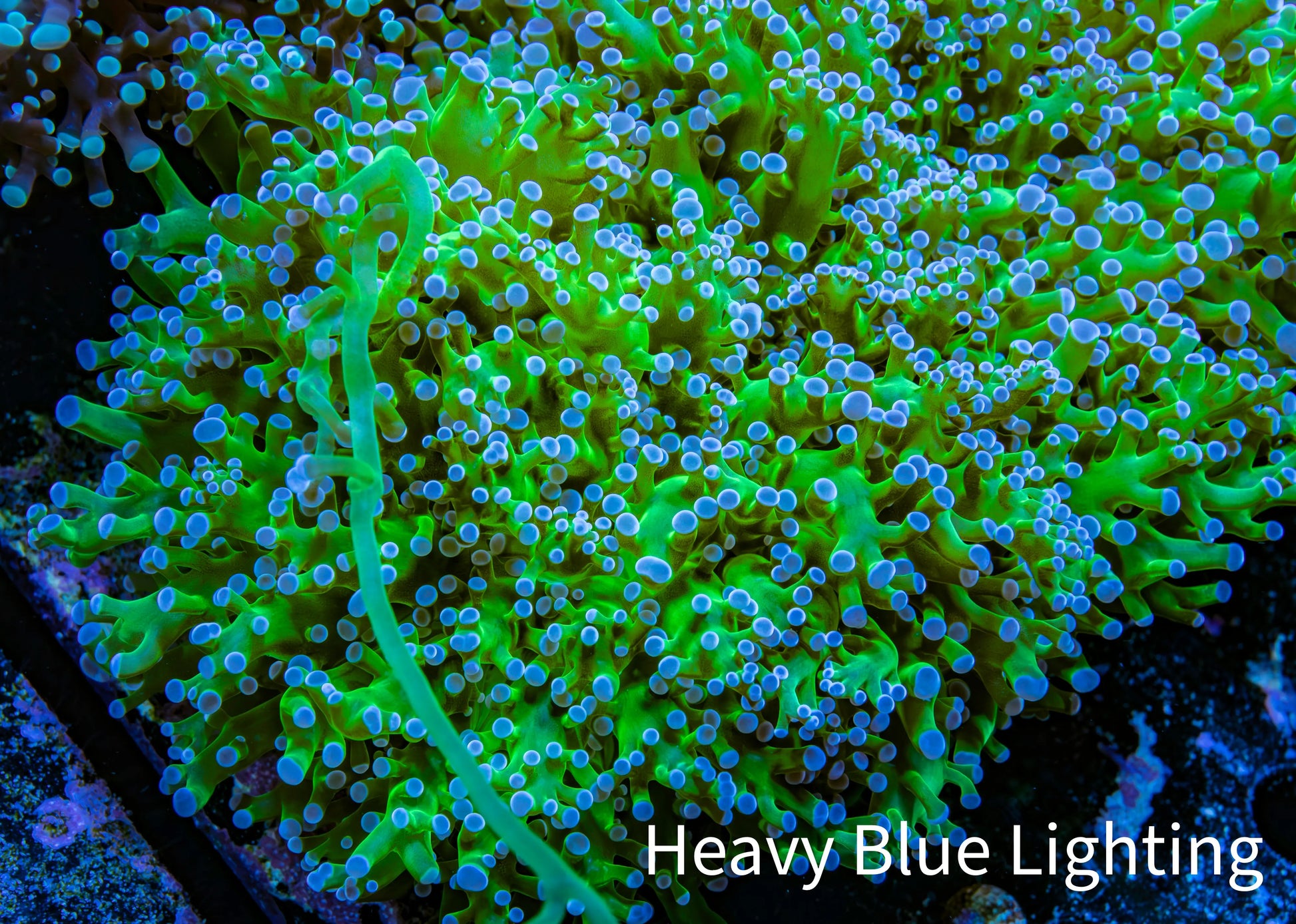Ultra Blue Tip Neon Green Stem Reverse Frogspawn Coral -  WYSIWYG 13cm Ultra Blue Tip Neon Green Stem Reverse Frogspawn Coral -  WYSIWYG 13cm LPS Ultra Blue Tip Neon Green Stem Reverse Frogspawn Coral -  WYSIWYG 13cm Zeo Box Reef