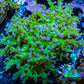 Ultra Blue Tip Neon Green Stem Reverse Frogspawn Coral -  WYSIWYG 5cm Ultra Blue Tip Neon Green Stem Reverse Frogspawn Coral -  WYSIWYG 5cm LPS Ultra Blue Tip Neon Green Stem Reverse Frogspawn Coral -  WYSIWYG 5cm Zeo Box Reef