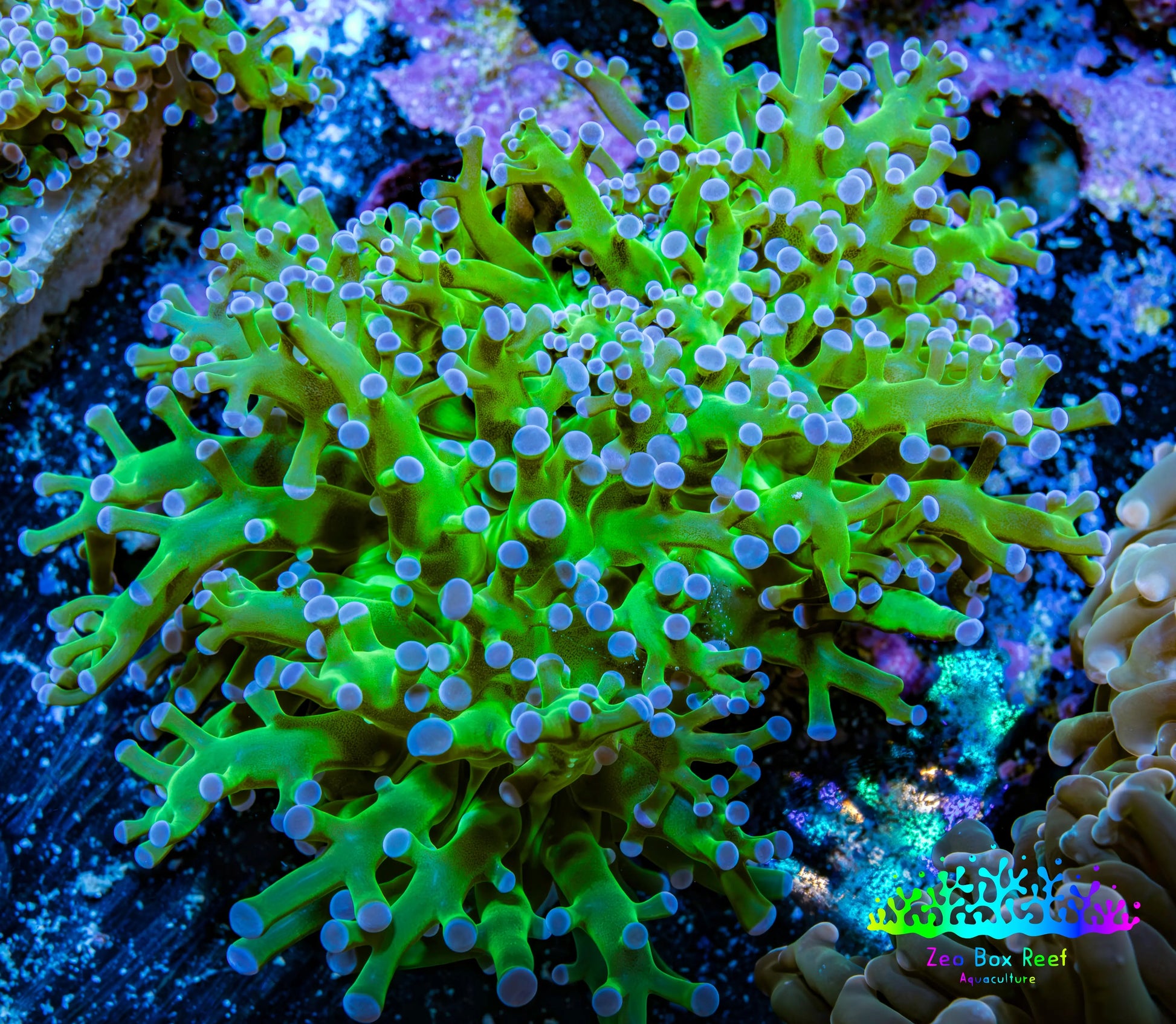 Ultra Blue Tip Neon Green Stem Reverse Frogspawn Coral -  WYSIWYG 5cm Ultra Blue Tip Neon Green Stem Reverse Frogspawn Coral -  WYSIWYG 5cm LPS Ultra Blue Tip Neon Green Stem Reverse Frogspawn Coral -  WYSIWYG 5cm Zeo Box Reef