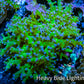 Ultra Blue Tip Neon Green Stem Reverse Frogspawn Coral -  WYSIWYG 5cm Ultra Blue Tip Neon Green Stem Reverse Frogspawn Coral -  WYSIWYG 5cm LPS Ultra Blue Tip Neon Green Stem Reverse Frogspawn Coral -  WYSIWYG 5cm Zeo Box Reef