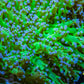 Ultra Blue Tip Neon Green Stem Reverse Frogspawn Coral -  WYSIWYG 8cm Ultra Blue Tip Neon Green Stem Reverse Frogspawn Coral -  WYSIWYG 8cm LPS Ultra Blue Tip Neon Green Stem Reverse Frogspawn Coral -  WYSIWYG 8cm Zeo Box Reef