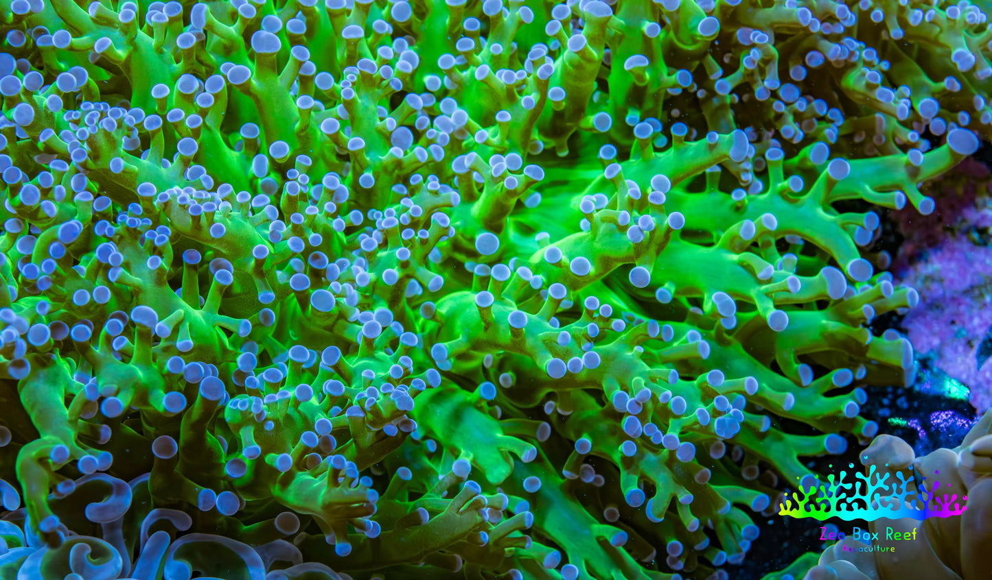 Ultra Blue Tip Neon Green Stem Reverse Frogspawn Coral -  WYSIWYG 8cm Ultra Blue Tip Neon Green Stem Reverse Frogspawn Coral -  WYSIWYG 8cm LPS Ultra Blue Tip Neon Green Stem Reverse Frogspawn Coral -  WYSIWYG 8cm Zeo Box Reef