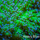 Ultra Blue Tip Neon Green Stem Reverse Frogspawn Coral -  WYSIWYG 8cm Ultra Blue Tip Neon Green Stem Reverse Frogspawn Coral -  WYSIWYG 8cm LPS Ultra Blue Tip Neon Green Stem Reverse Frogspawn Coral -  WYSIWYG 8cm Zeo Box Reef