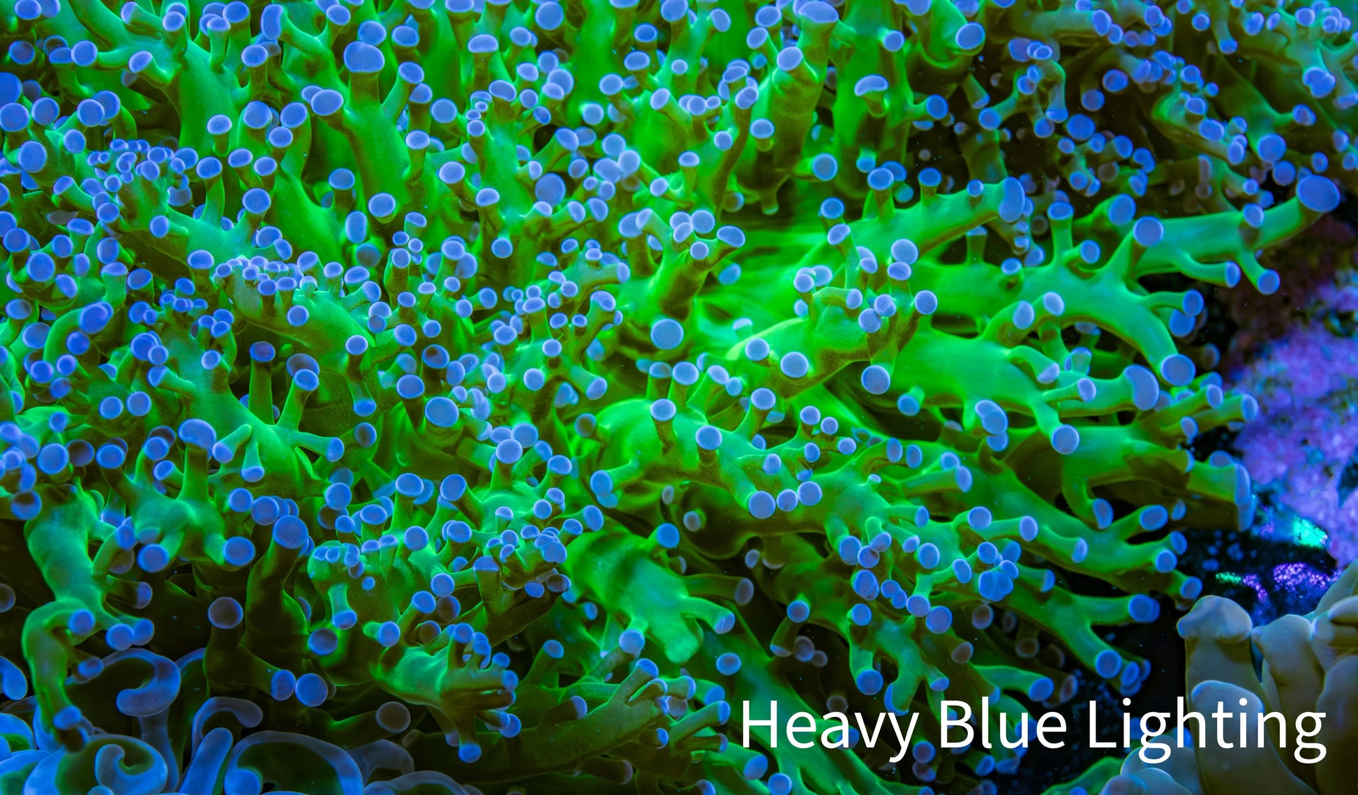 Ultra Blue Tip Neon Green Stem Reverse Frogspawn Coral -  WYSIWYG 8cm Ultra Blue Tip Neon Green Stem Reverse Frogspawn Coral -  WYSIWYG 8cm LPS Ultra Blue Tip Neon Green Stem Reverse Frogspawn Coral -  WYSIWYG 8cm Zeo Box Reef