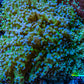 Ultra Blue Tip Neon Green Stem Reverse Frogspawn Coral -  WYSIWYG 9cm  D1R5B1 Ultra Blue Tip Neon Green Stem Reverse Frogspawn Coral -  WYSIWYG 9cm  D1R5B1 LPS Ultra Blue Tip Neon Green Stem Reverse Frogspawn Coral -  WYSIWYG 9cm  D1R5B1 Zeo Box Reef