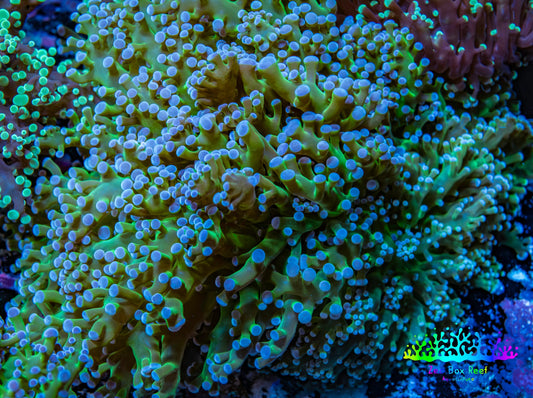 Ultra Blue Tip Neon Green Stem Reverse Frogspawn Coral -  WYSIWYG 9cm  D1R5B1 Ultra Blue Tip Neon Green Stem Reverse Frogspawn Coral -  WYSIWYG 9cm  D1R5B1 LPS Ultra Blue Tip Neon Green Stem Reverse Frogspawn Coral -  WYSIWYG 9cm  D1R5B1 Zeo Box Reef